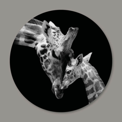 mother and baby giraffe natuur dieren foto interieur muurcirkel